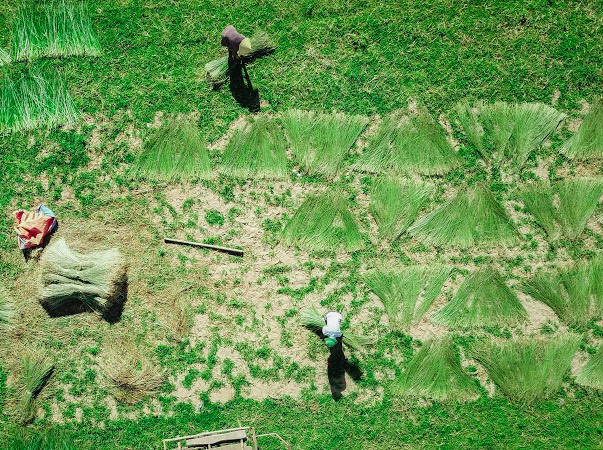 Vẻ đẹp thôn quê bình dị mùa thu hoạch cói ở 'ốc đảo' Hồng Lam ảnh 5