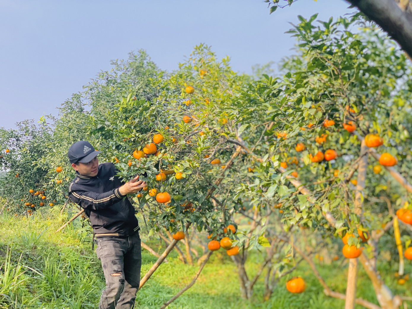 Cam bù vàng rực vào vụ Tết ảnh 12