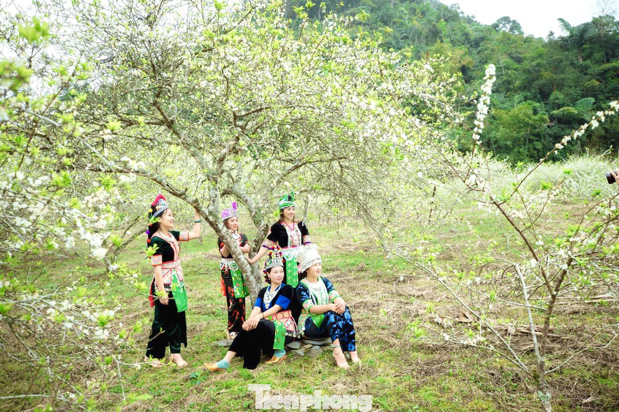 Thiếu nữ khoe sắc bên hoa mận nở trắng muốt nơi cổng trời đẹp như tranh ảnh 7