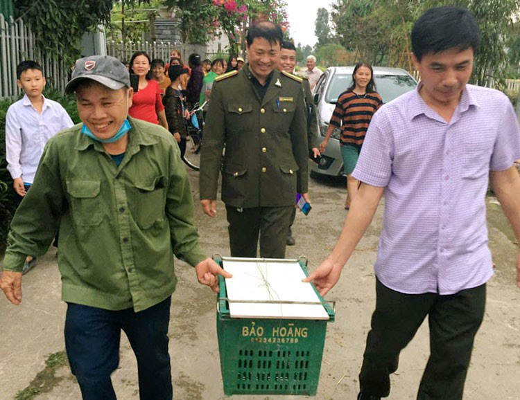 Kinh hãi phát hiện trăn gấm nặng 7kg bò vào vườn nhà dân ở Hà Tĩnh ảnh 2