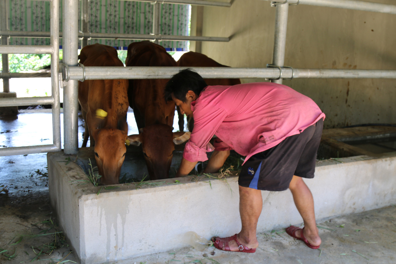 Cận cảnh những chuồng bò có giá hơn chục tỉ đồng ở Nghệ An ảnh 6