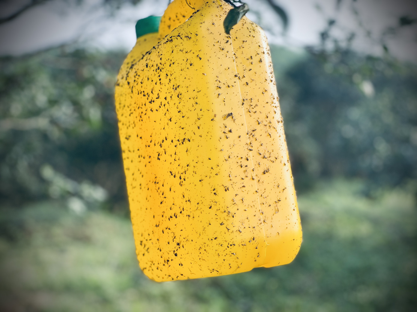 Cam bù vàng rực vào vụ Tết ảnh 15