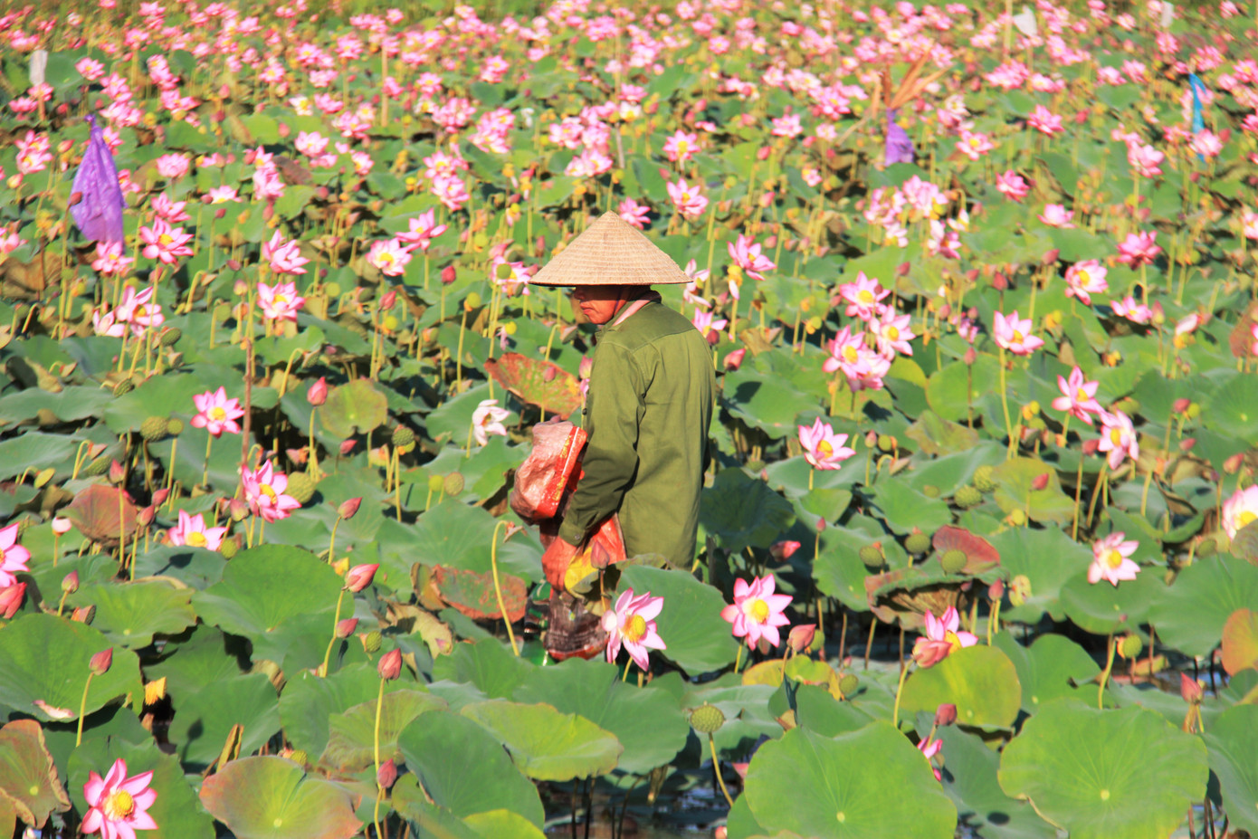 'Biến' đồng hoang thành đầm sen, nông dân thu hàng chục triệu mỗi vụ ảnh 2