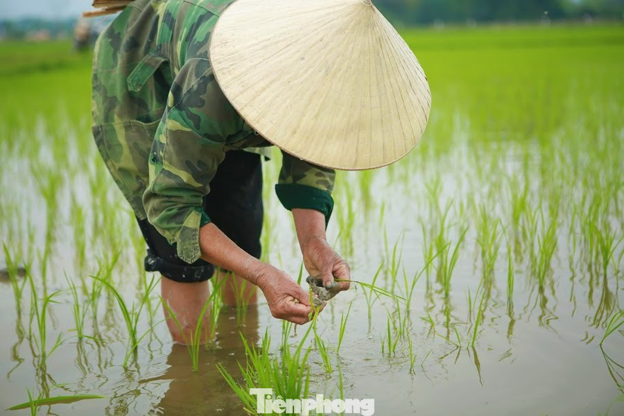 Bà con nông dân rộn ràng xuống đồng đầu năm mới ảnh 5