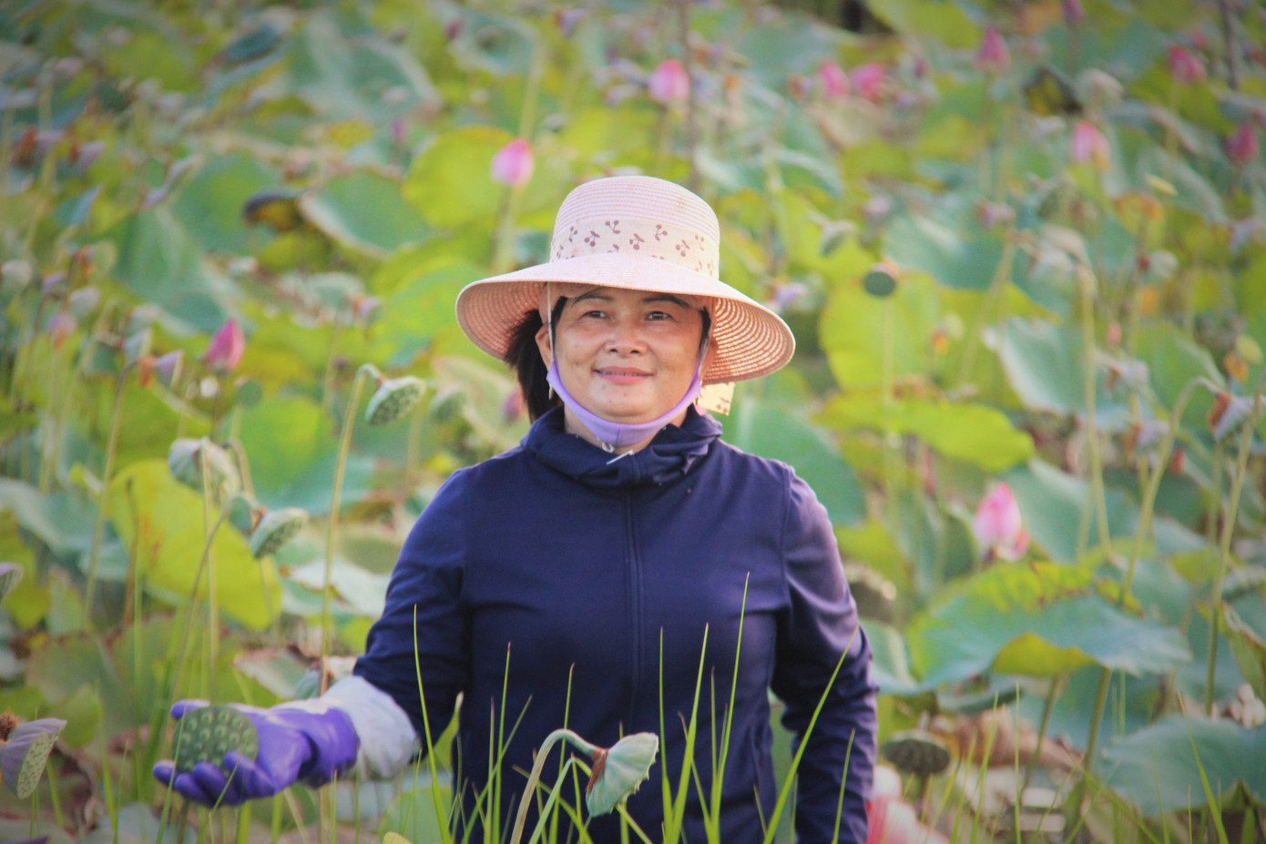'Biến' đồng hoang thành đầm sen, nông dân thu hàng chục triệu mỗi vụ ảnh 12