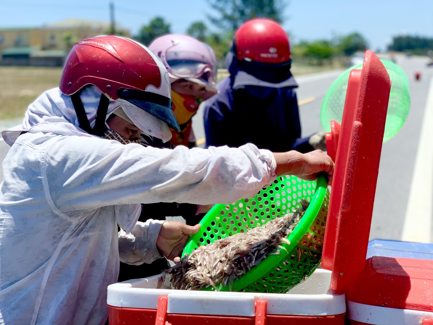 Ngư dân Hà Tĩnh trúng đậm cá cơm, mỗi ngày thu tiền triệu ảnh 6
