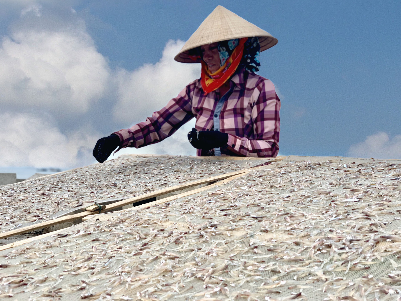 Ngư dân Hà Tĩnh trúng đậm cá cơm, mỗi ngày thu tiền triệu ảnh 8