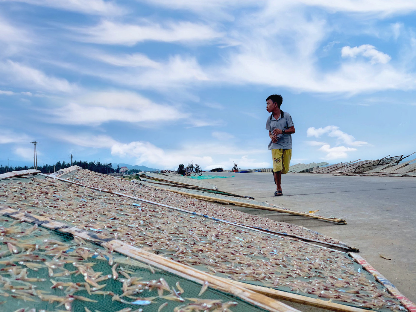 Ngư dân Hà Tĩnh trúng đậm cá cơm, mỗi ngày thu tiền triệu ảnh 14