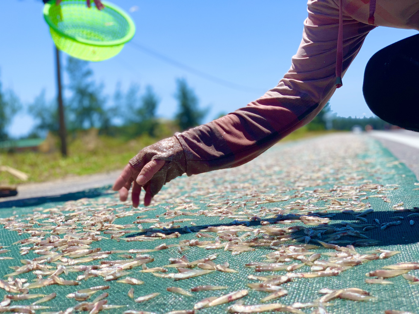 Ngư dân Hà Tĩnh trúng đậm cá cơm, mỗi ngày thu tiền triệu ảnh 13