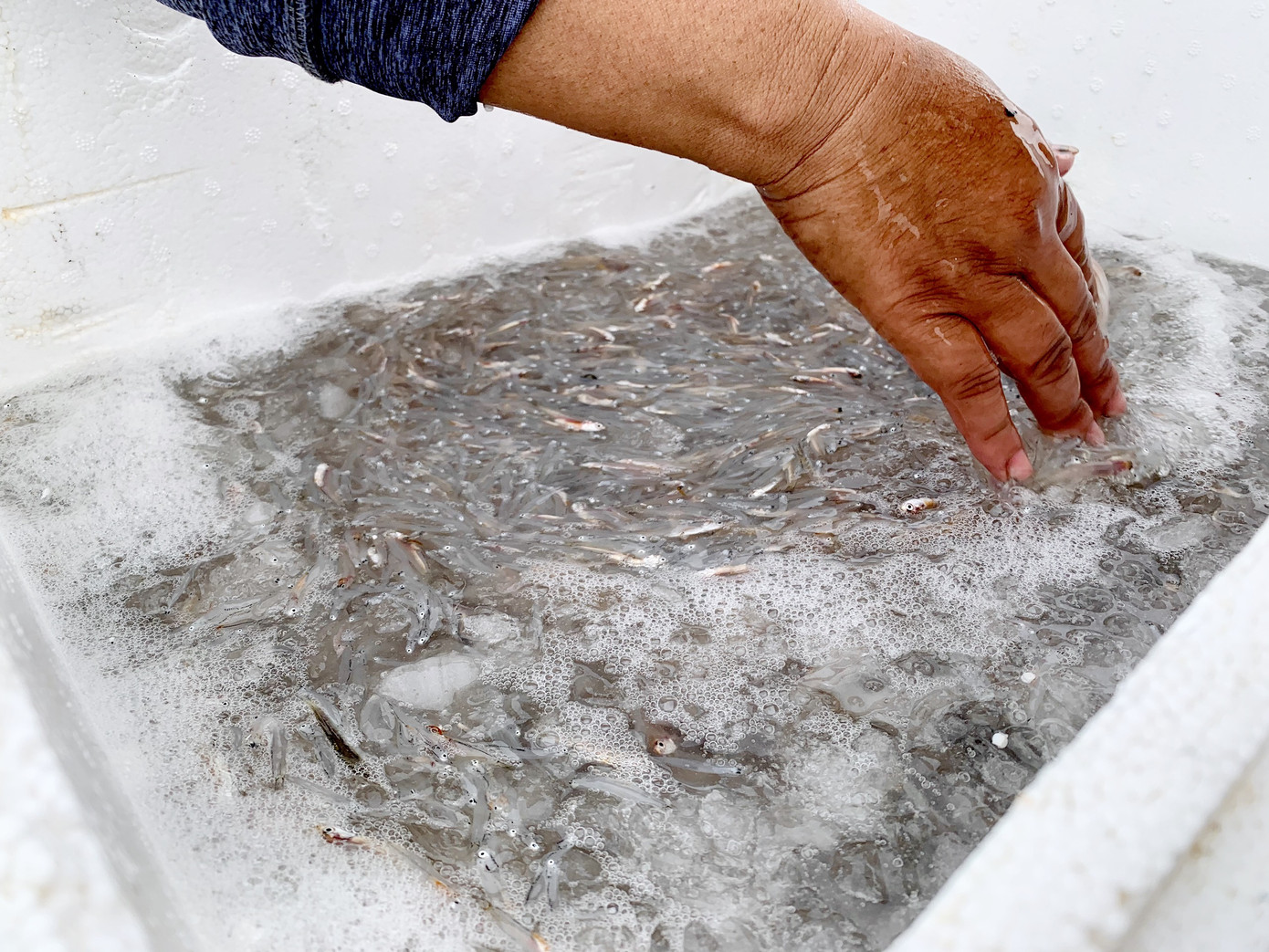 Ngư dân Hà Tĩnh trúng đậm cá cơm, mỗi ngày thu tiền triệu ảnh 4