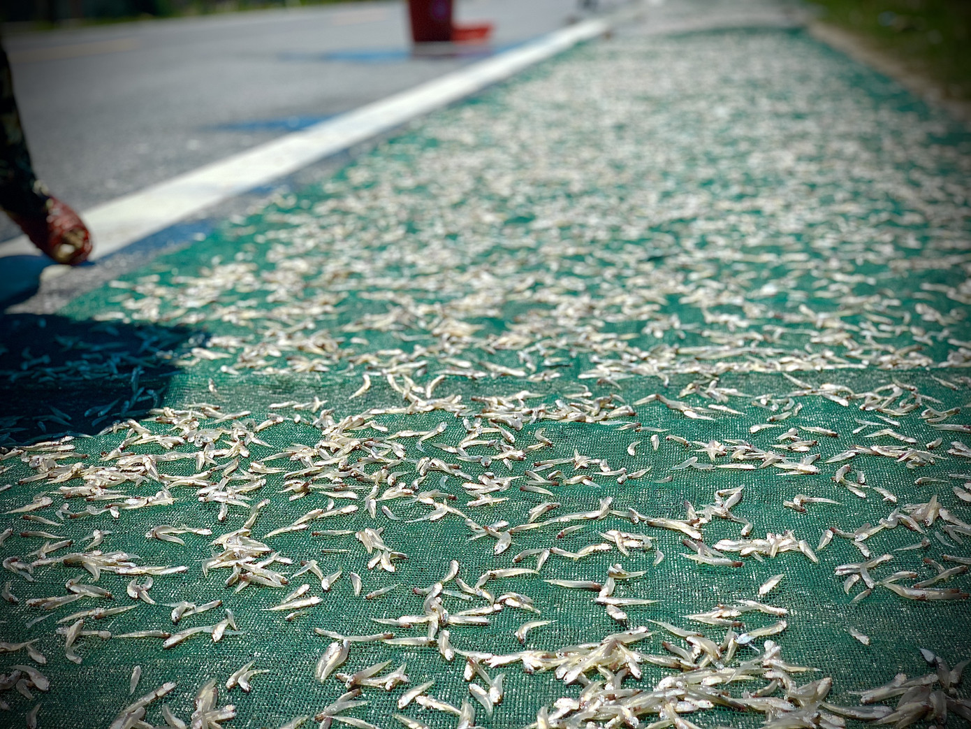 Ngư dân Hà Tĩnh trúng đậm cá cơm, mỗi ngày thu tiền triệu ảnh 9