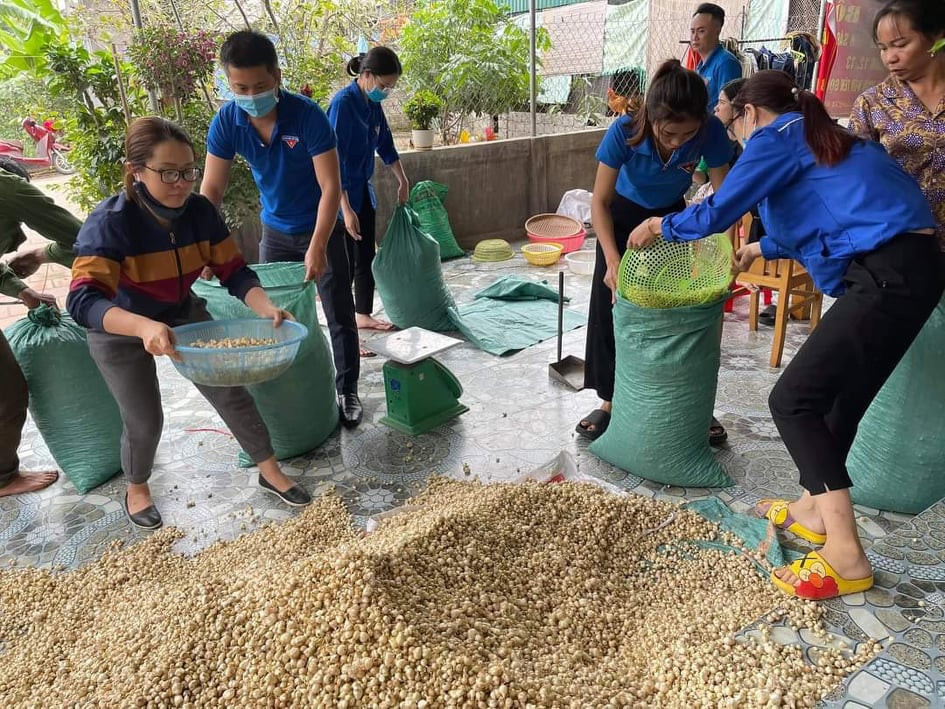 Giá chạm đáy, hàng trăm hecta hành ở Nghệ An chịu phận nằm ruộng ảnh 2