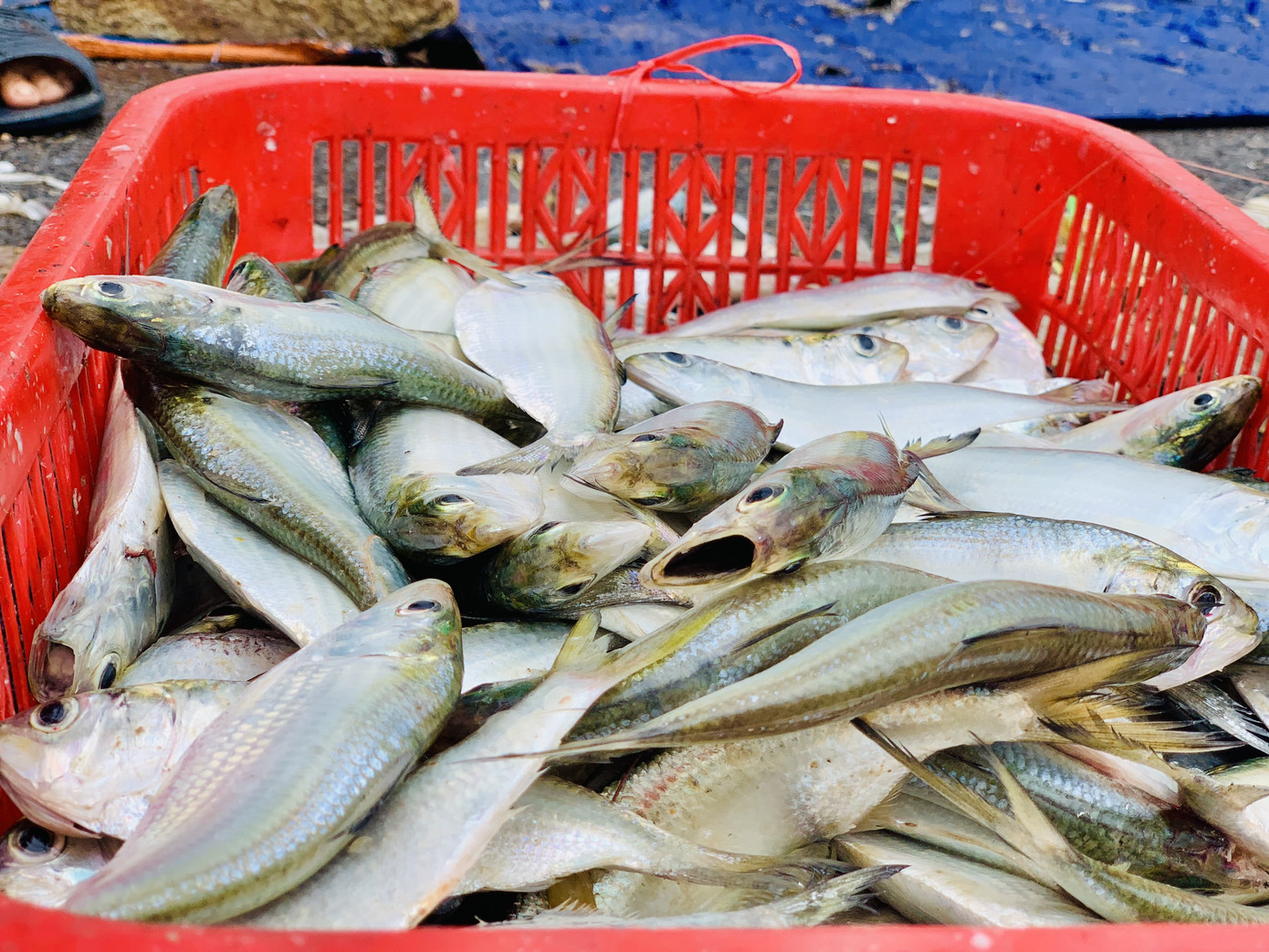 Ngư dân Hà Tĩnh hồ hởi ra khơi vớt 'lộc trời' sau bão lũ ảnh 4