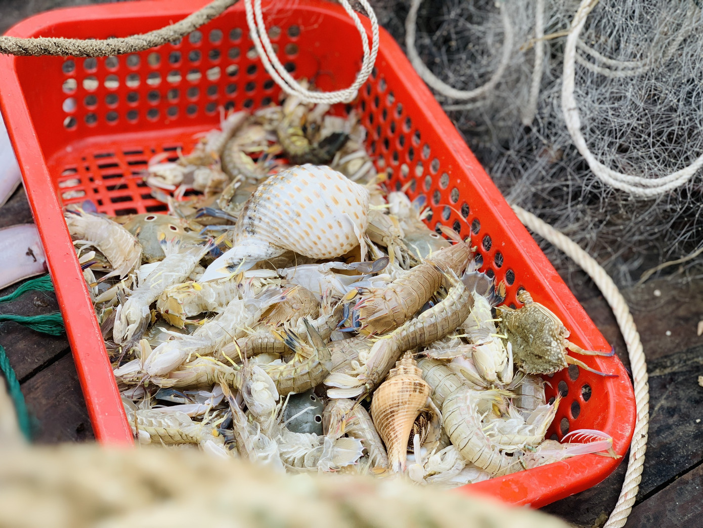 Ngư dân Hà Tĩnh hồ hởi ra khơi vớt 'lộc trời' sau bão lũ ảnh 14