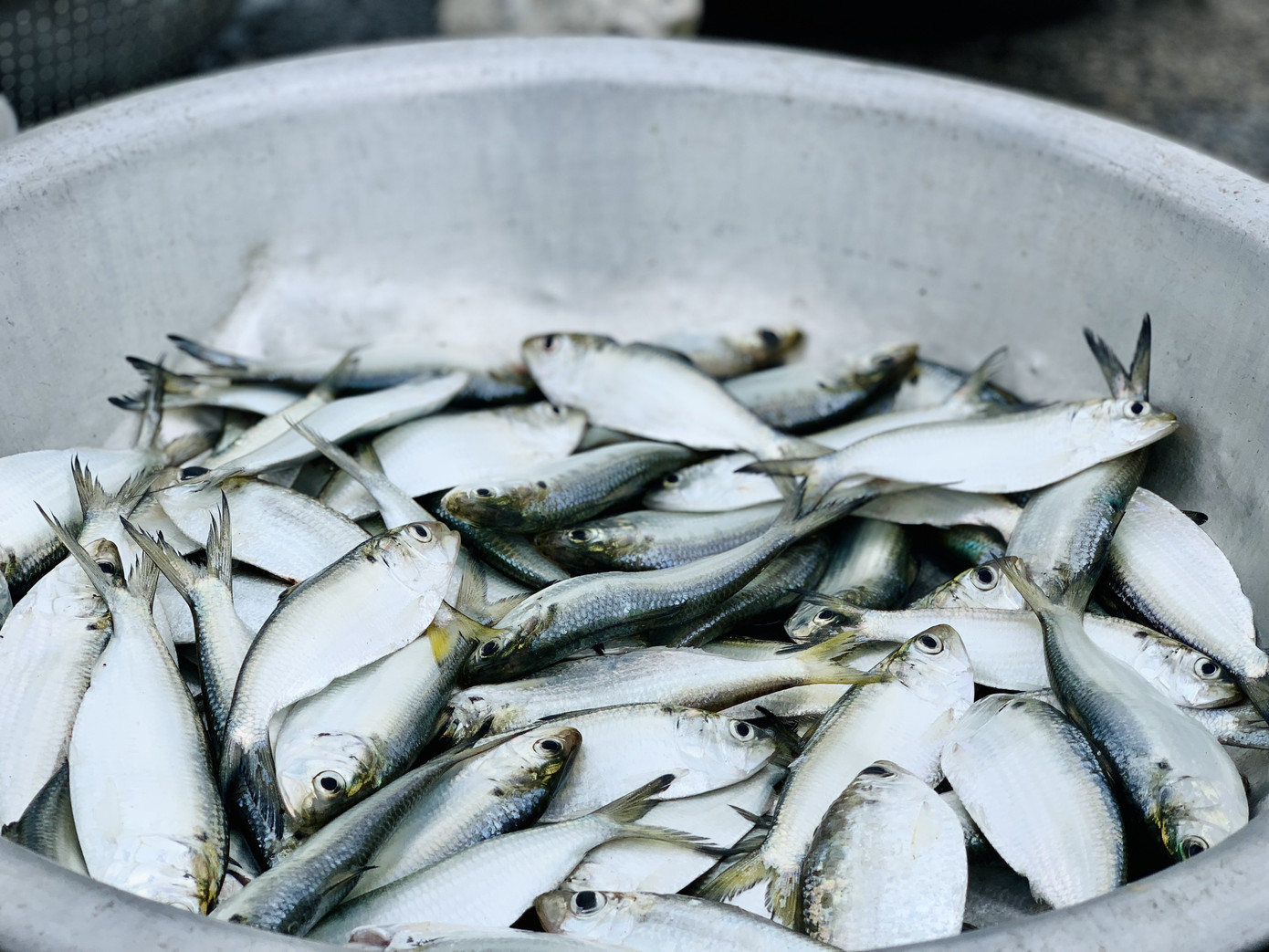 Ngư dân Hà Tĩnh hồ hởi ra khơi vớt 'lộc trời' sau bão lũ ảnh 5