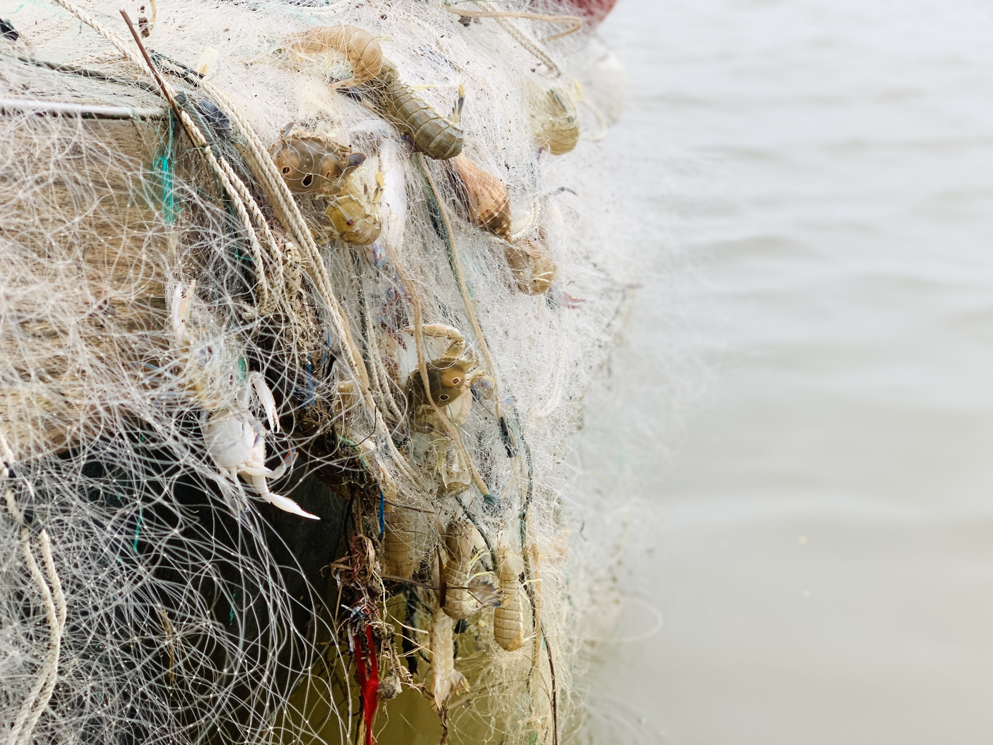 Ngư dân Hà Tĩnh hồ hởi ra khơi vớt 'lộc trời' sau bão lũ ảnh 12