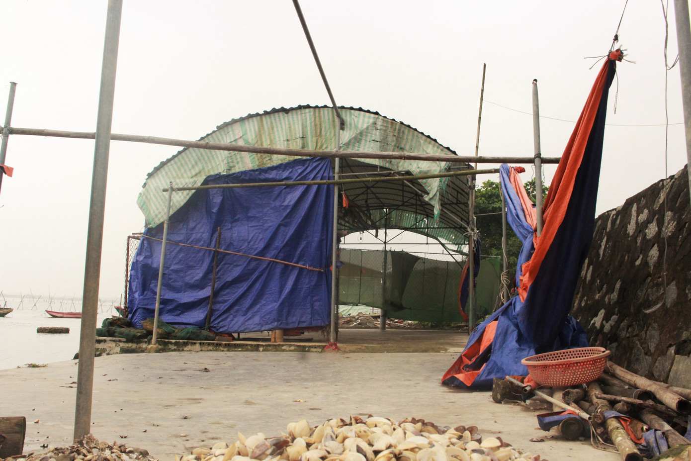 Nông dân lao đao vì ngao chết hàng loạt, nay lại ế ẩm do dịch ảnh 4