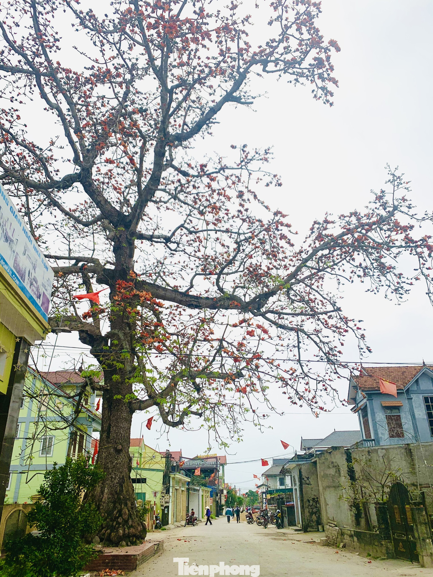 Ngắm cây gạo 150 tuổi được công nhận là cây Di sản Việt Nam ở Nghệ An ảnh 5