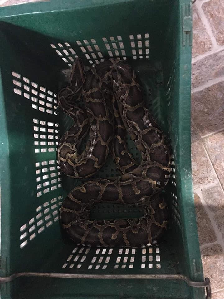 Kinh hãi phát hiện trăn gấm nặng 7kg bò vào vườn nhà dân ở Hà Tĩnh ảnh 1