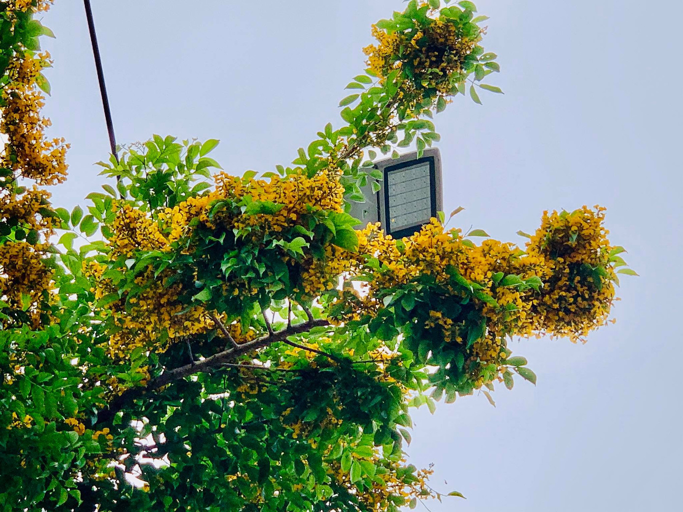 Đẹp nao lòng những chùm giáng hương vàng rực ở thành Vinh ảnh 3