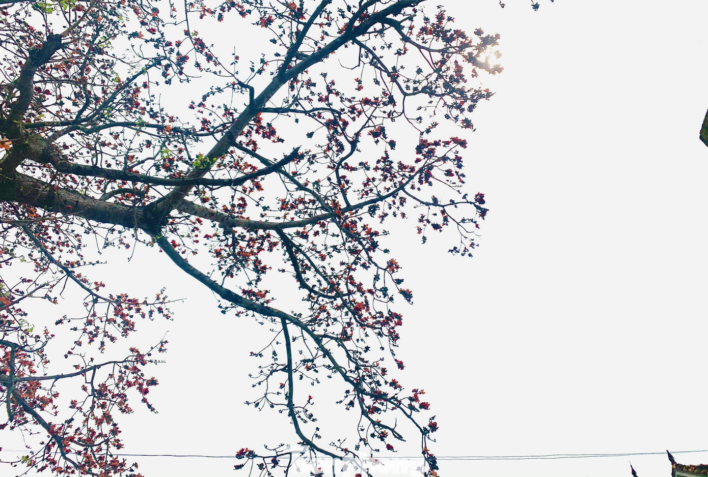 Ngắm cây gạo 150 tuổi được công nhận là cây Di sản Việt Nam ở Nghệ An ảnh 8