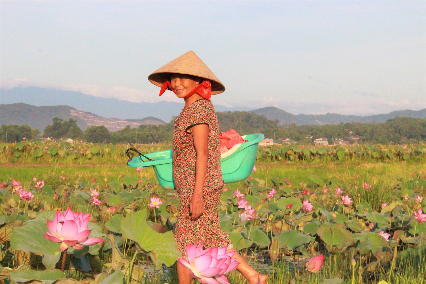 'Biến' đồng hoang thành đầm sen, nông dân thu hàng chục triệu mỗi vụ ảnh 5