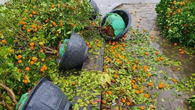 Mưa lớn 28 Tết, quất đào ngã đổ, tiểu thương Hà Tĩnh 'khóc ròng' ảnh 6