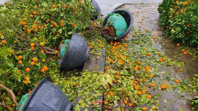 Mưa lớn 28 Tết, quất đào ngã đổ, tiểu thương Hà Tĩnh 'khóc ròng' ảnh 6