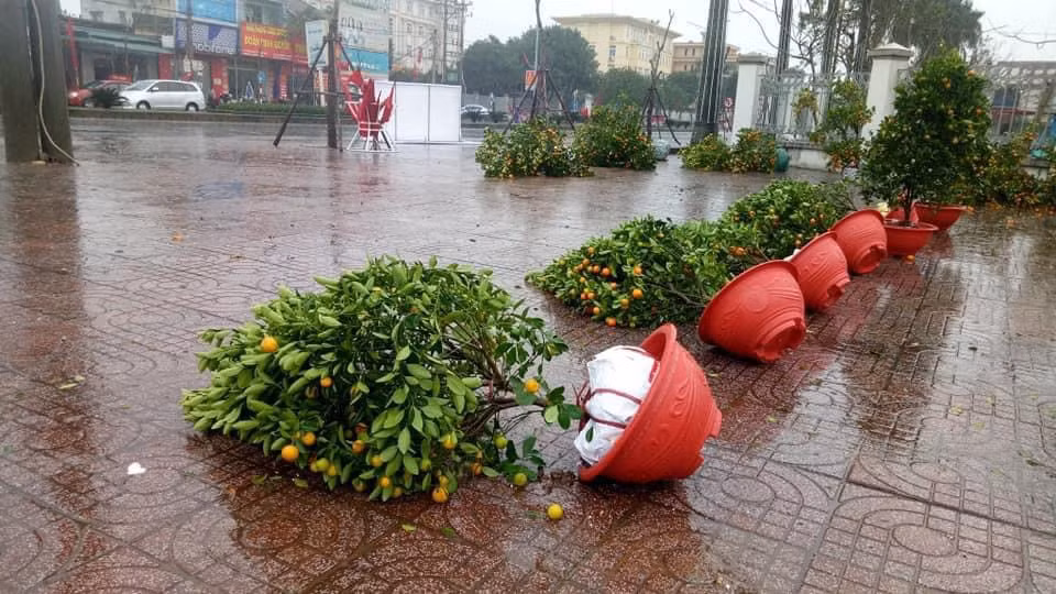 Mưa lớn 28 Tết, quất đào ngã đổ, tiểu thương Hà Tĩnh 'khóc ròng' ảnh 11