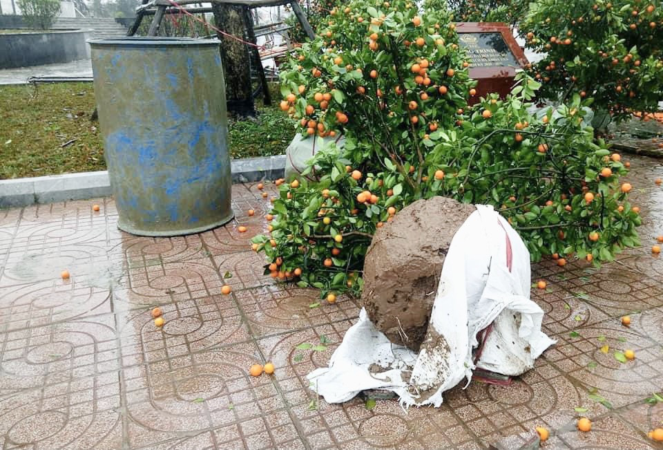 Mưa lớn 28 Tết, quất đào ngã đổ, tiểu thương Hà Tĩnh 'khóc ròng' ảnh 10