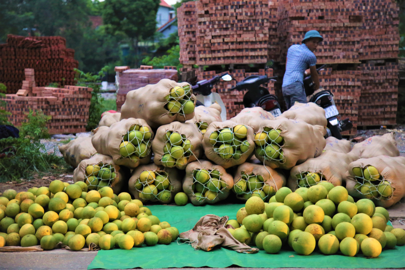 Bưởi đặc sản vào vụ, trăm người soi đèn thức trắng bán ở chợ đêm ảnh 6