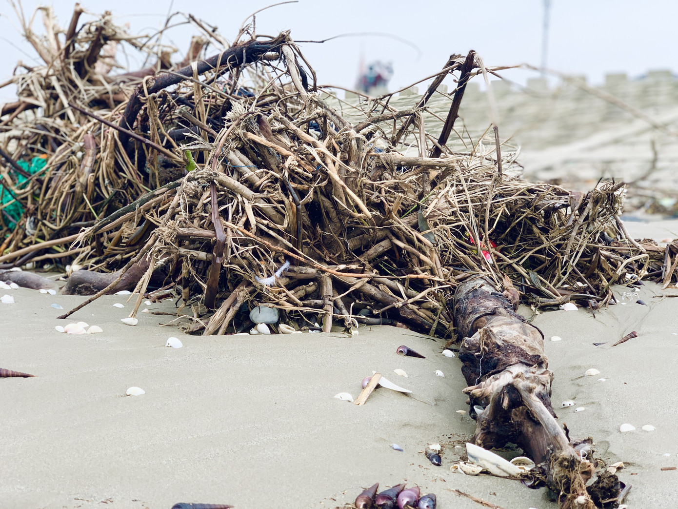 Sau mưa lũ, rác chất đống dọc bờ biển Hà Tĩnh ảnh 12