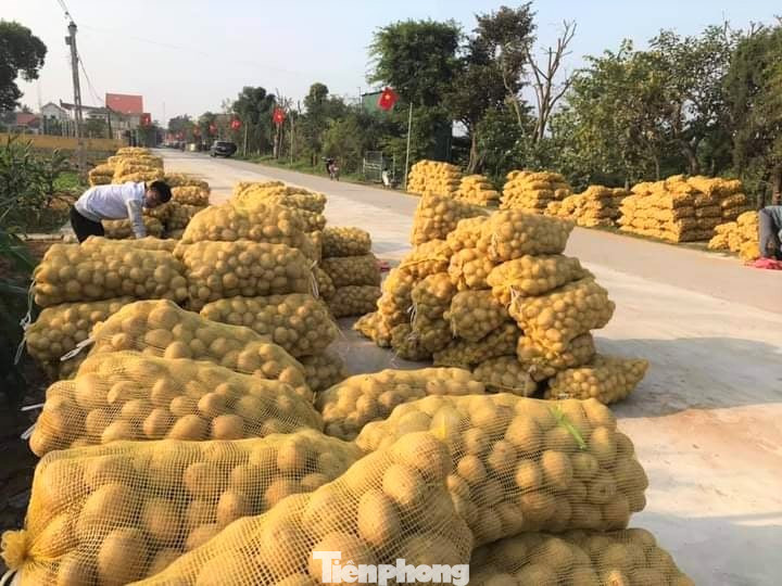 Khoai tây được mùa được giá, nông dân Nghệ An phấn khởi thu hoạch ảnh 8