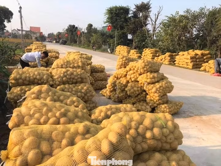 Khoai tây được mùa được giá, nông dân Nghệ An phấn khởi thu hoạch ảnh 8