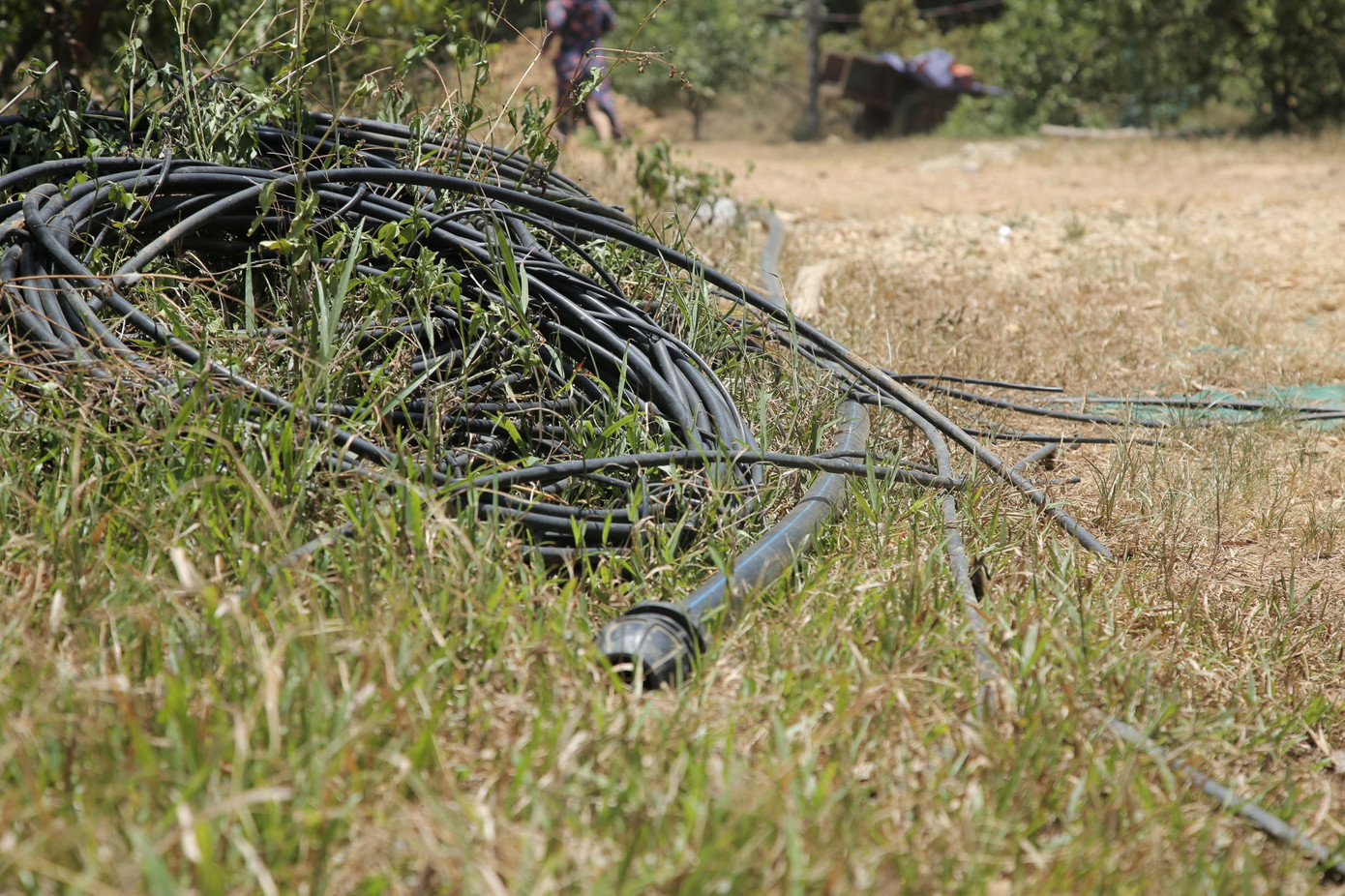 Đồi cam, bưởi héo dần do nắng hạn, nguy cơ thất thu hàng chục tỷ đồng ảnh 11