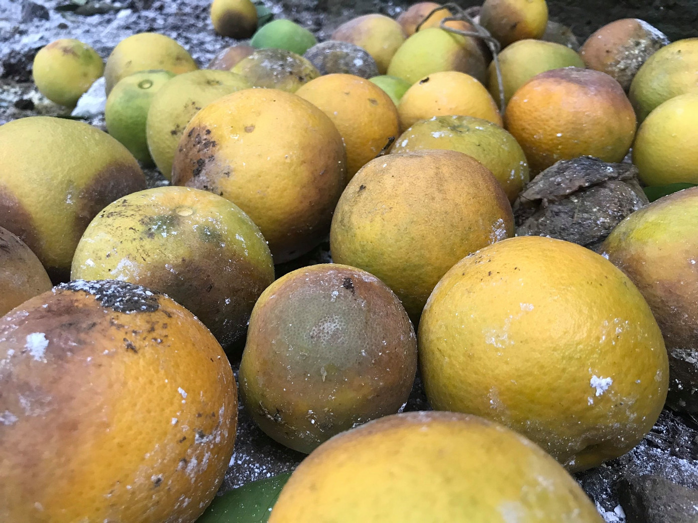 'Đệ nhất cam' xứ Nghệ rụng vàng gốc sau lũ ảnh 5