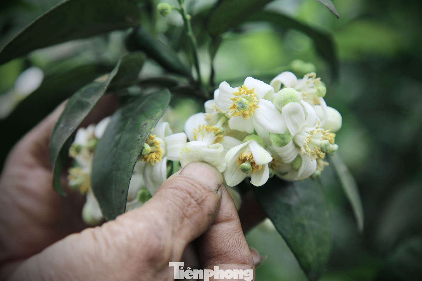 Xem nông dân Hà Tĩnh thụ phấn cho 'đệ nhất bưởi' ảnh 13