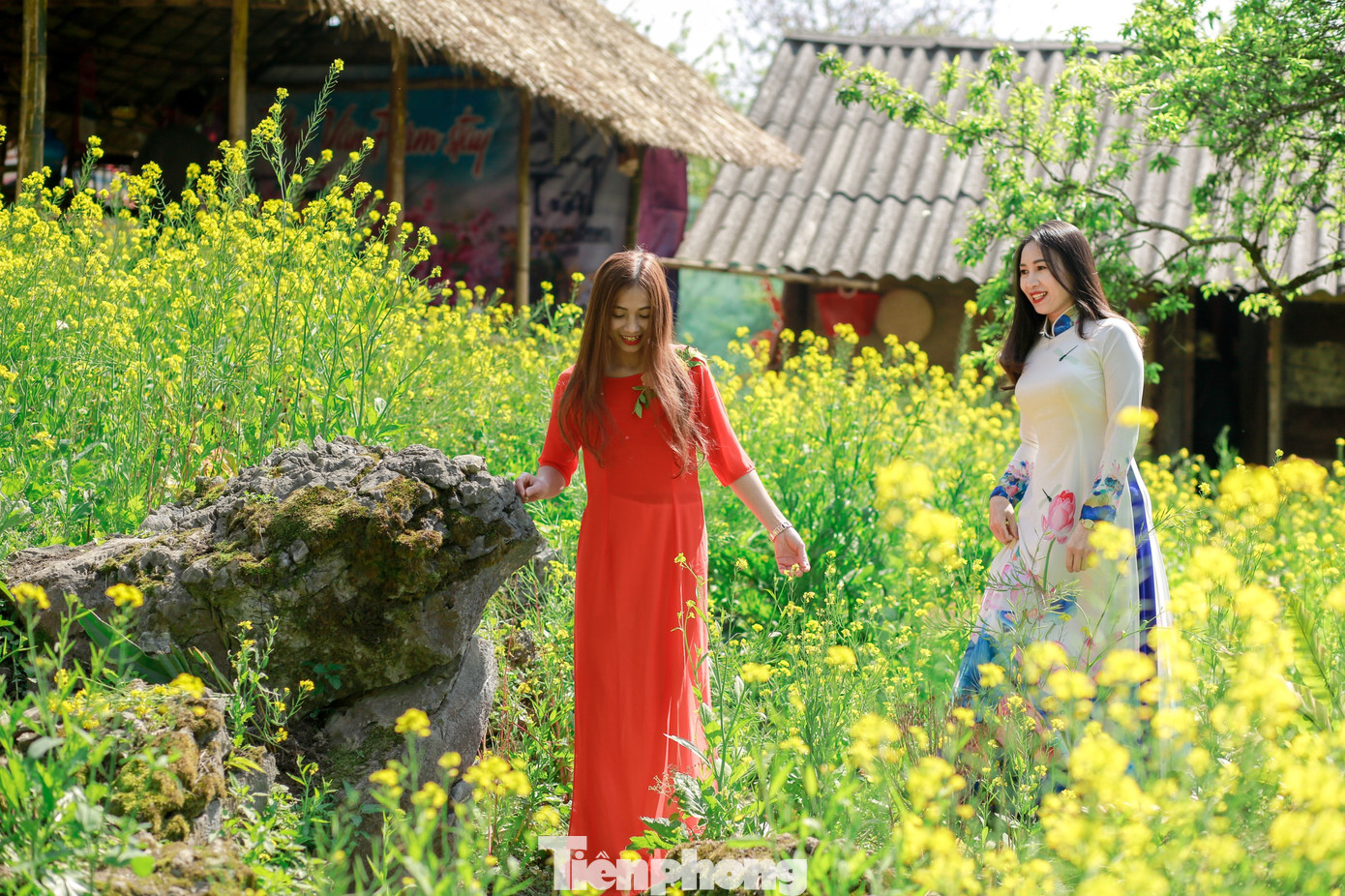 Ngắm tà áo dài thướt tha bên sắc vàng hoa cải nơi độ cao 1500m ảnh 1