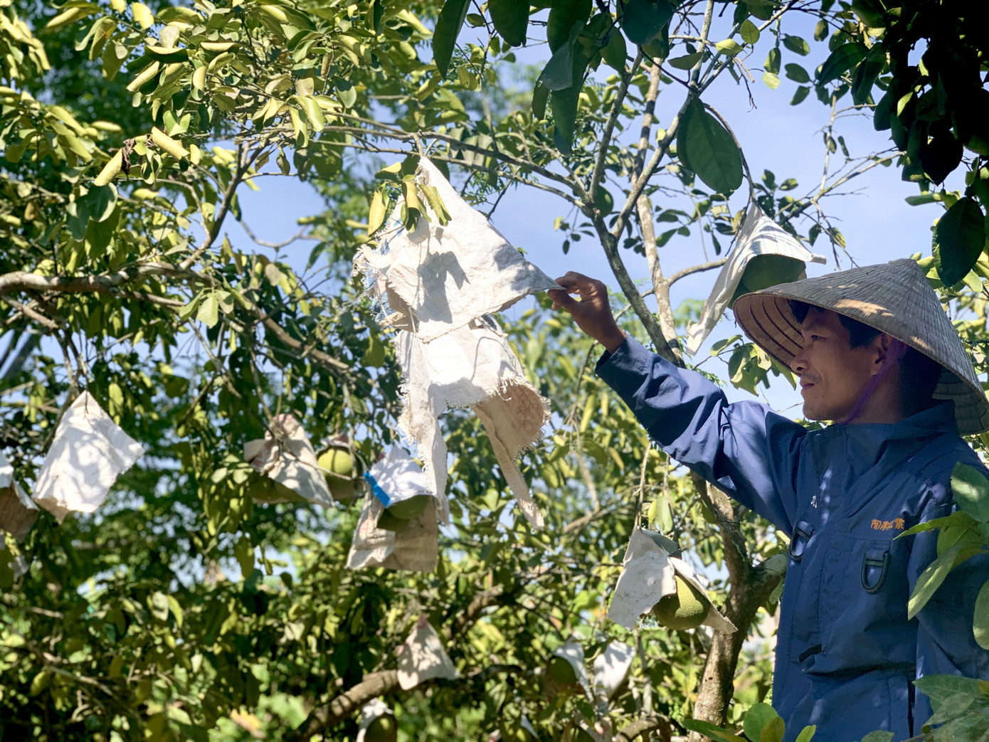 Dân vùng 'chảo lửa' méo mặt vì hàng ngàn ha hoa màu chết khô ảnh 3