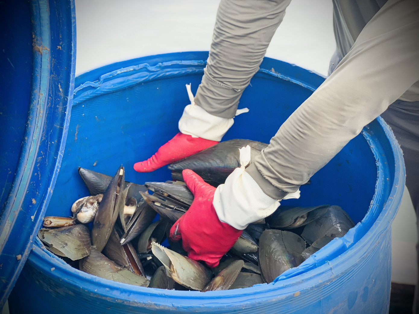 Trúng đậm 'lộc trời', ngư dân Hà Tĩnh kiếm tiền triệu mỗi ngày ảnh 15