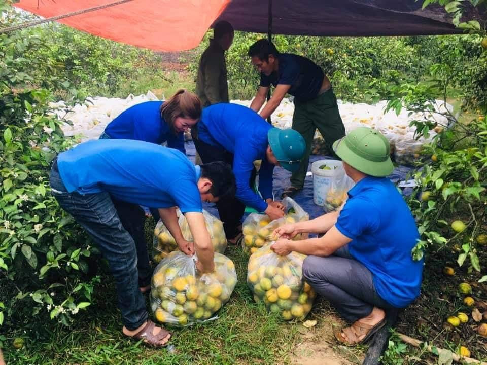 Tuổi trẻ Nghệ An giải cứu hàng tấn quýt cho người dân ảnh 2