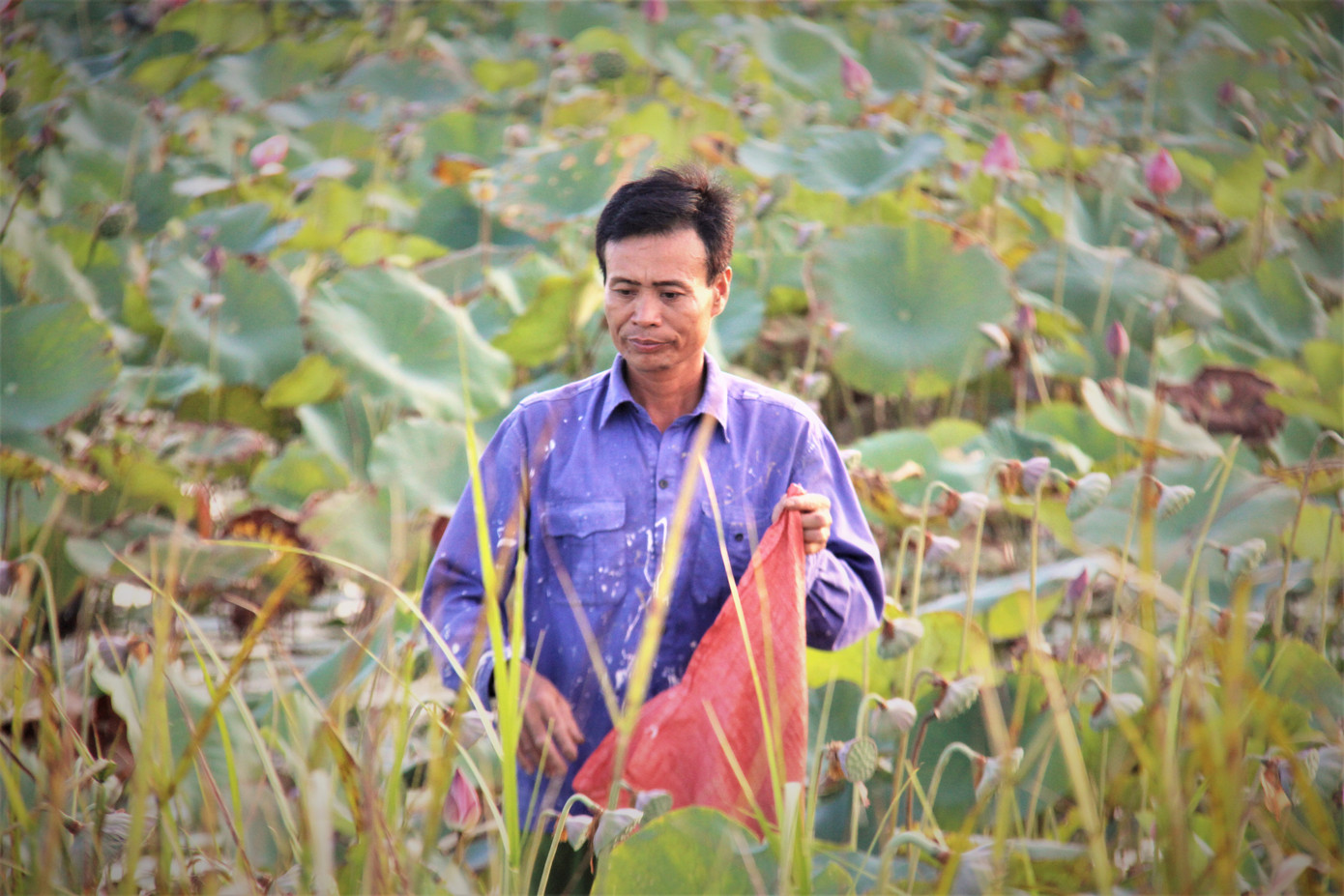 'Biến' đồng hoang thành đầm sen, nông dân thu hàng chục triệu mỗi vụ ảnh 4