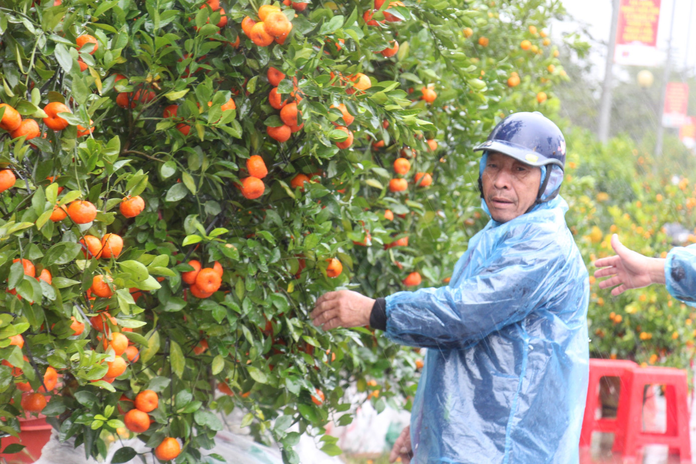 Mưa lớn 28 Tết, quất đào ngã đổ, tiểu thương Hà Tĩnh 'khóc ròng' ảnh 3