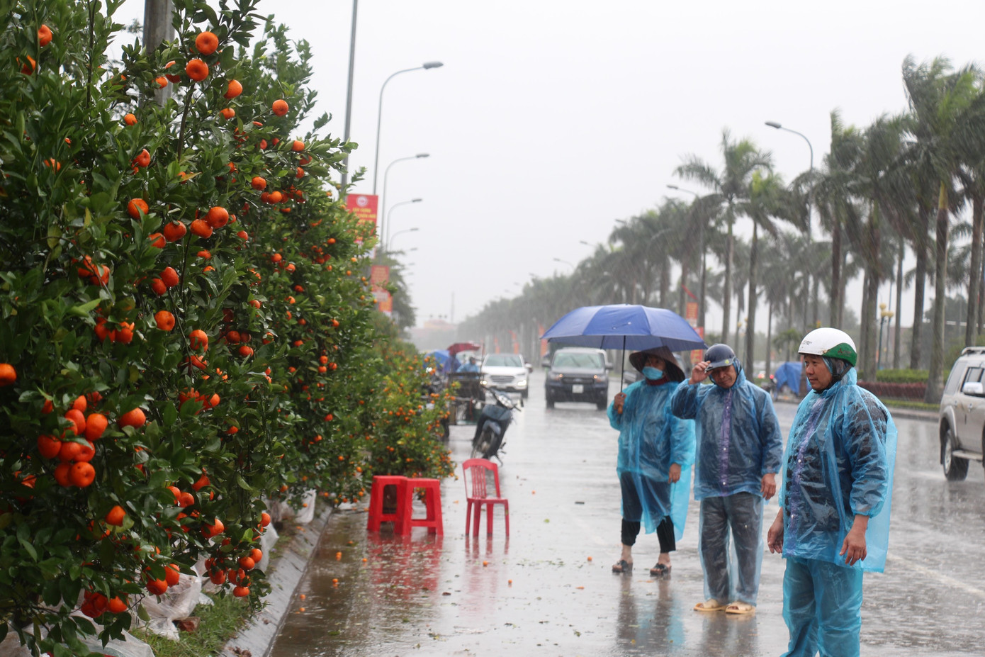 Mưa lớn 28 Tết, quất đào ngã đổ, tiểu thương Hà Tĩnh 'khóc ròng' ảnh 4