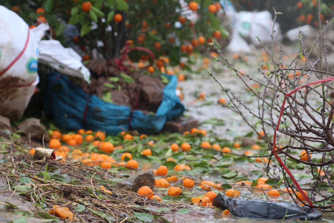Mưa lớn 28 Tết, quất đào ngã đổ, tiểu thương Hà Tĩnh 'khóc ròng' ảnh 5
