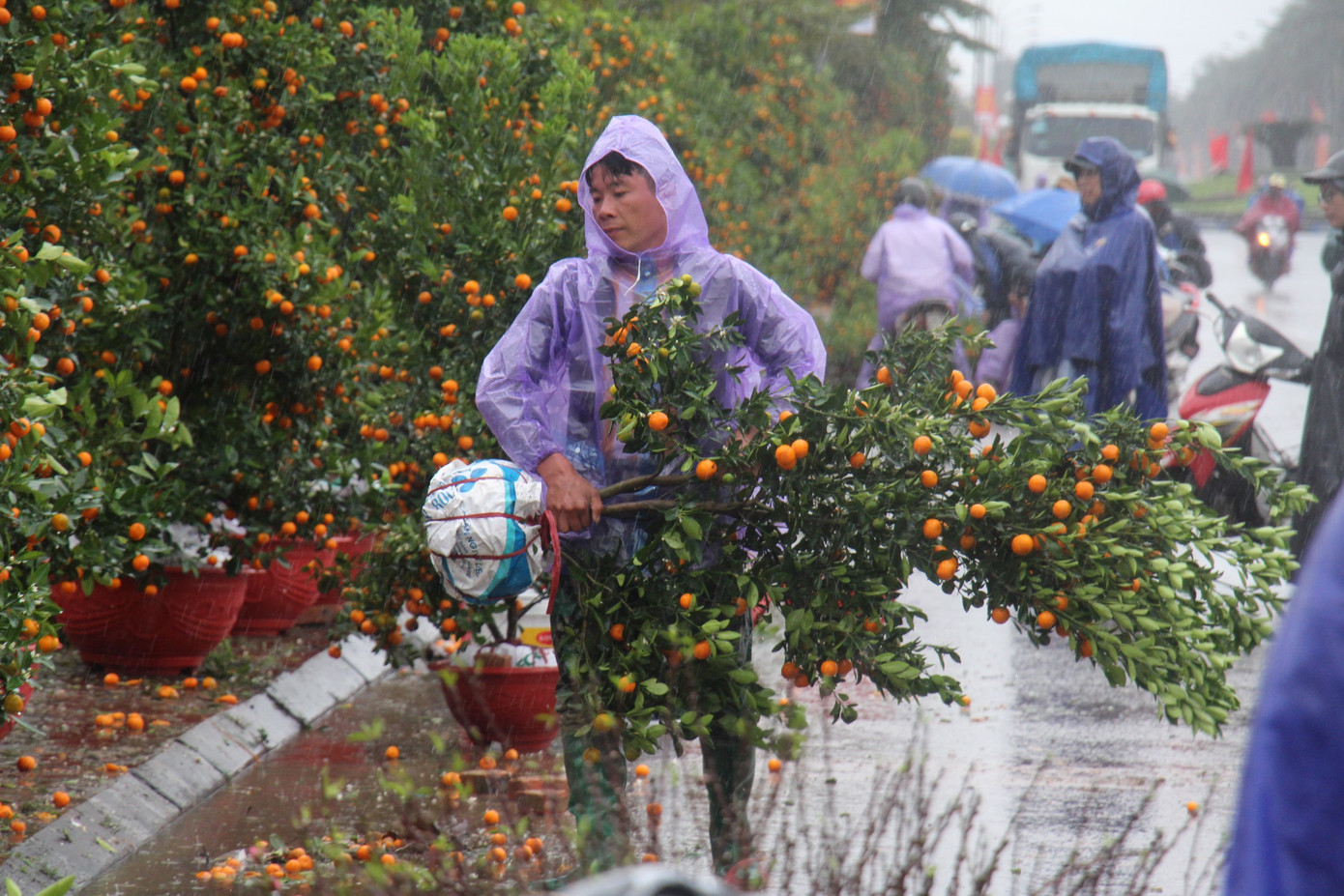 Mưa lớn 28 Tết, quất đào ngã đổ, tiểu thương Hà Tĩnh 'khóc ròng' ảnh 2