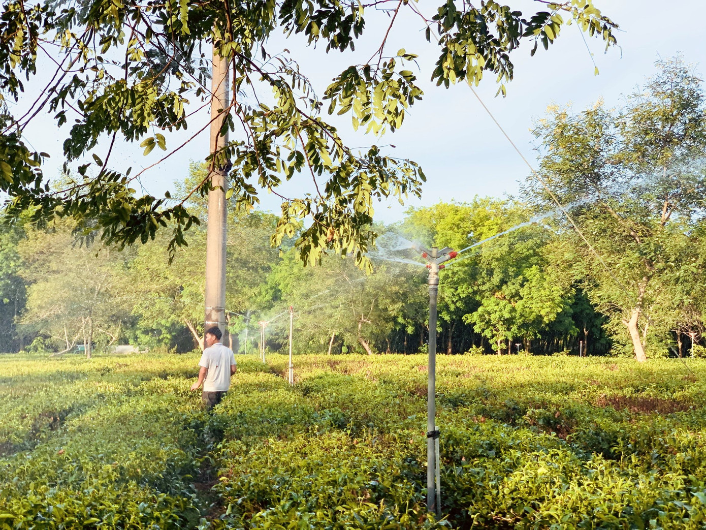 Nắng quay quắt, nhiều đồi chè Hà Tĩnh cháy khô, dân chất đống đem về làm củi ảnh 10