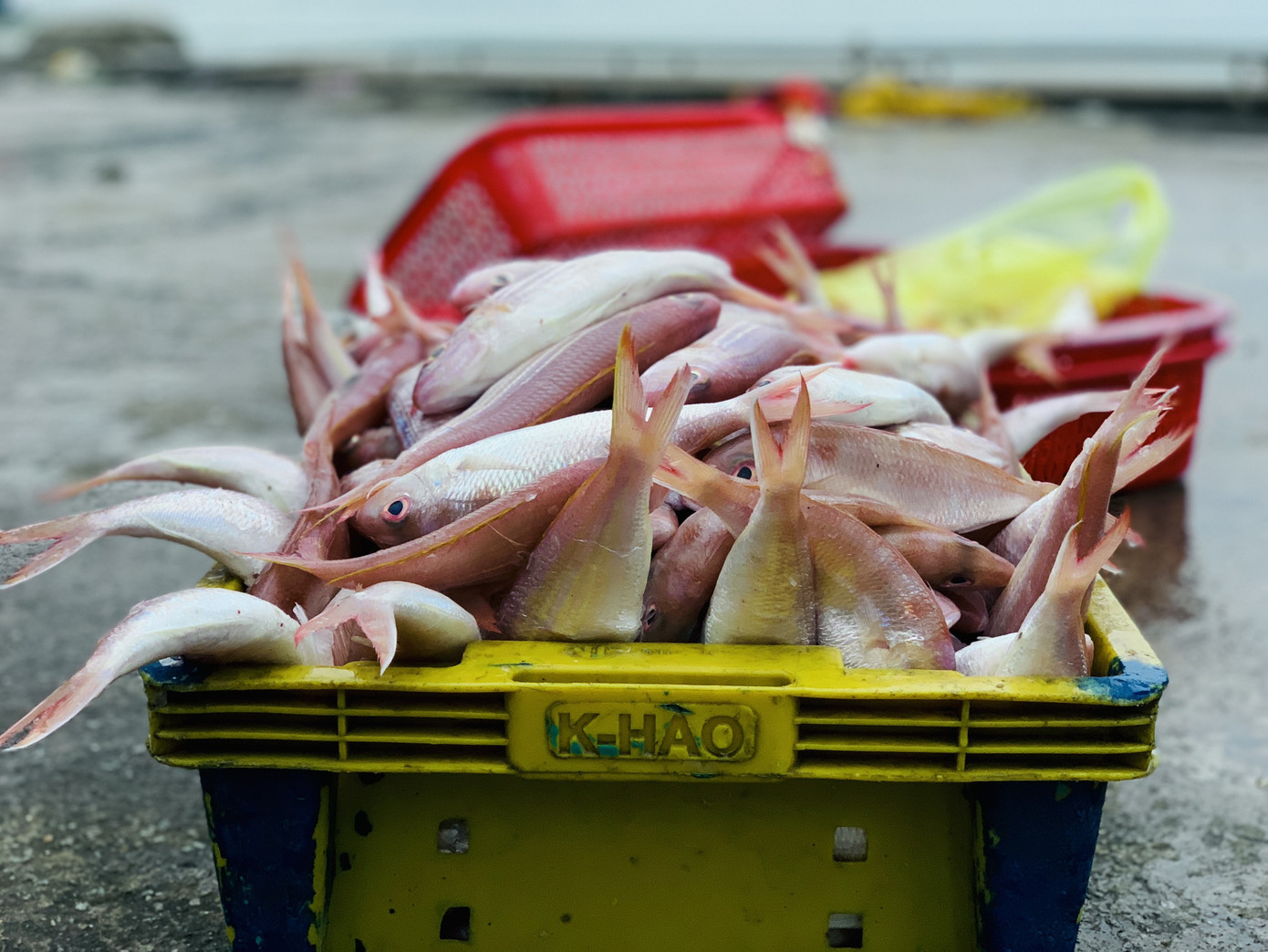 Ngư dân 'hốt bạc' nhờ lộc biển ngày cuối năm ảnh 16