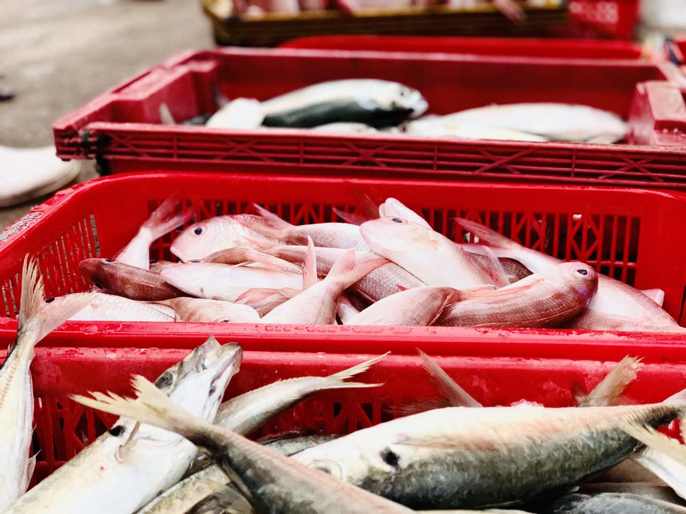 Ngư dân 'hốt bạc' nhờ lộc biển ngày cuối năm ảnh 7