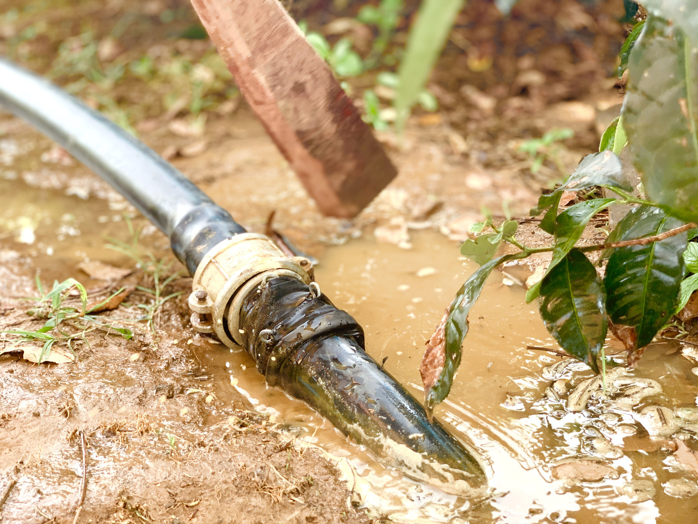 Nắng quay quắt, nhiều đồi chè Hà Tĩnh cháy khô, dân chất đống đem về làm củi ảnh 5